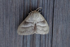 Fox Moth (Macrothylacia rubi)