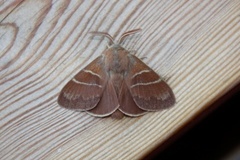 Fox Moth (Macrothylacia rubi)