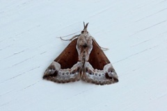 Beautiful Snout (Hypena crassalis)