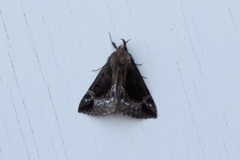 Beautiful Snout (Hypena crassalis)
