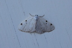 White-pinion Spotted (Lomographa bimaculata)
