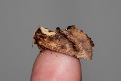 Coxcomb Prominent (Ptilodon capucina)