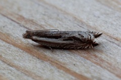 Stripesigdvikler (Ancylis apicella)