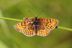 Heath Fritillary (Melitaea athalia)