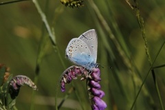 Sølvblåvinge (Polyommatus amandus)