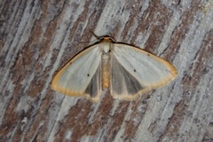 Four-dotted Footman (Cybosia mesomella)