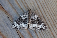 Small Phoenix (Ecliptopera silaceata)