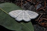 Hvit sankthansmåler (Cabera pusaria)