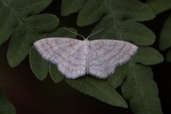 Cream Wave (Scopula floslactata)