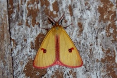 Clouded Buff (Diacrisia sannio)