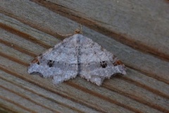 Sharp-angled Peacock (Macaria alternata)