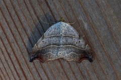 Sigdfly (Laspeyria flexula)