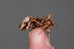 Beautiful Golden Y (Autographa pulchrina)