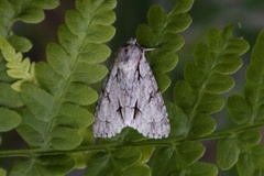 Grey Dagger (Acronicta psi)