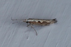 Diamond-back Moth (Plutella xylostella)