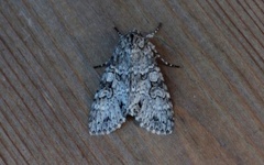 Grey Arches (Polia nebulosa)