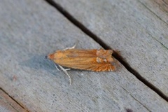 Red Piercer (Lathronympha strigana)