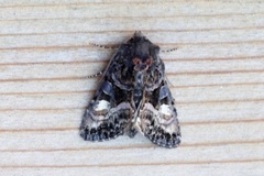 Small Angle Shades (Euplexia lucipara)