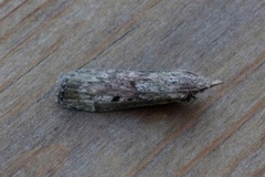 Bee Moth (Aphomia sociella)