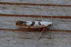 Gold Rowan Argent (Argyresthia sorbiella)