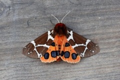 Garden Tiger (Arctia caja)