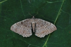 Scallop Shell (Rheumaptera undulata)
