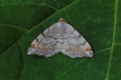Tawny-barred Angle (Macaria liturata)