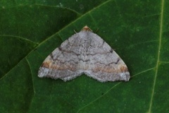 Furubuemåler (Macaria liturata)