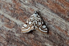 Beautiful China-mark (Nymphula nitidulata)