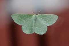 Large Emerald (Geometra papilionaria)