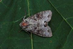 Buehakefly (Polia hepatica)