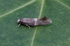 Elachista adscitella