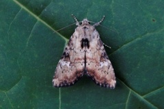 Praktengfly (Apamea scolopacina)