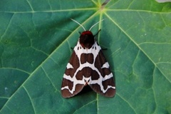 Garden Tiger (Arctia caja)