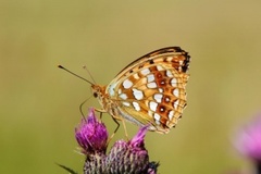 High Brown Fritillary (Argynnis adippe)