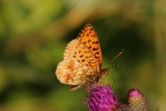 Lesser Marbled Fritillary (Brenthis ino)