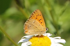 Scarce Copper (Lycaena virgaureae)