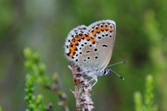 Idas blue (Plebejus idas)