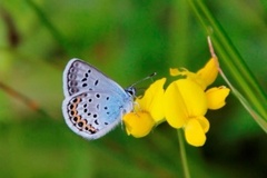 Idas blue (Plebejus idas)
