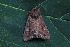 Bright-line Brown-eye (Lacanobia oleracea)