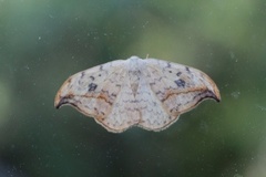 Pebble Hook-tip (Drepana falcataria)
