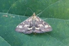 Common Purple & Gold (Pyrausta purpuralis)