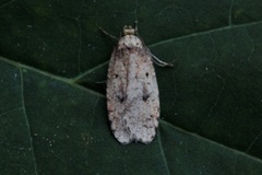 Angelica Flat-body (Agonopterix angelicella)