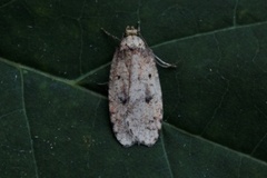 Agonopterix angelicella