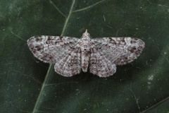Green Pug (Pasiphila rectangulata)
