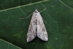 Andematdammott (Cataclysta lemnata)