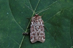 Røsslyngfly (Lycophotia porphyrea)