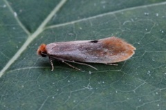 Rødgul reirmøll (Tinea semifulvella)