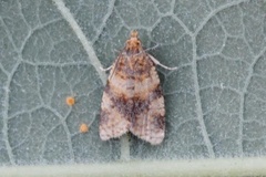 Brown-barred Tortrix (Epagoge grotiana)