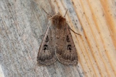Double Dart (Graphiphora augur)